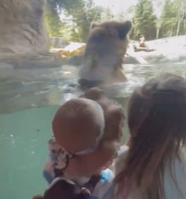 Un oso en el zoológico devora a una familia de patitos frente a niños aterrorizados