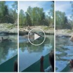 Un oso en el zoológico devora a una familia de patitos frente a niños aterrorizados
