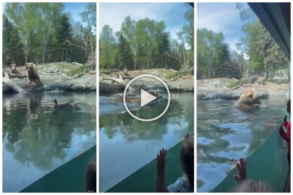 Un oso en el zoológico devora a una familia de patitos frente a niños aterrorizados