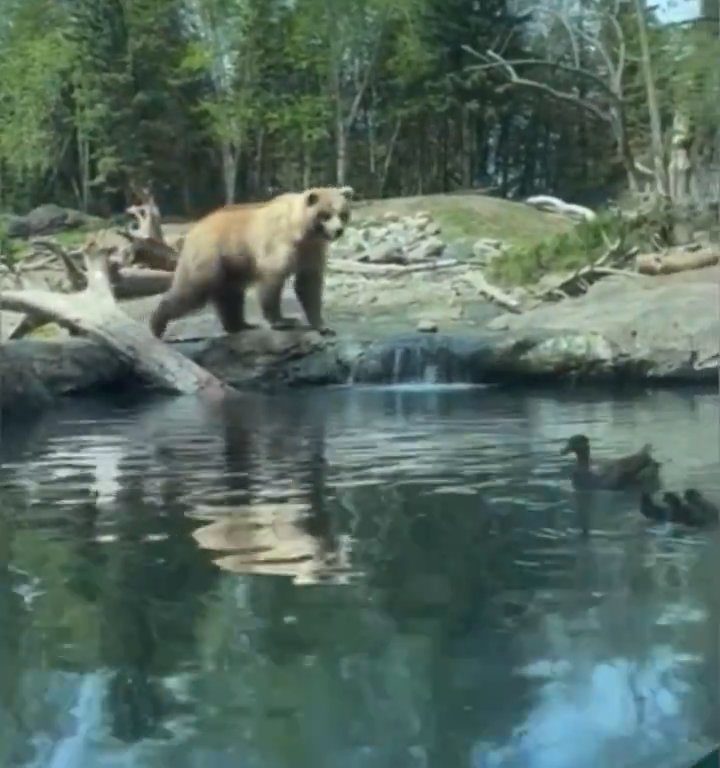 Bär im Zoo verschlingt Entenkükenfamilie vor verängstigten Kindern