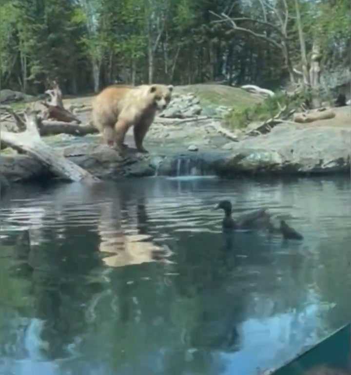 Bär im Zoo verschlingt Entenkükenfamilie vor verängstigten Kindern