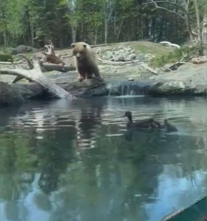 Un oso en el zoológico devora a una familia de patitos frente a niños aterrorizados