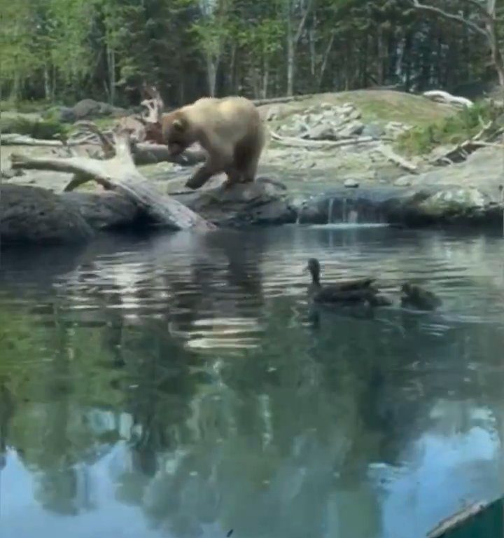 Un oso en el zoológico devora a una familia de patitos frente a niños aterrorizados