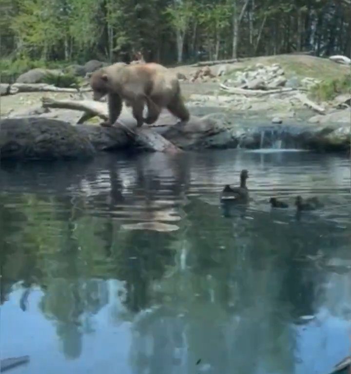 Un oso en el zoológico devora a una familia de patitos frente a niños aterrorizados