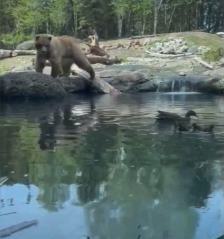 Bär im Zoo verschlingt Entenkükenfamilie vor verängstigten Kindern