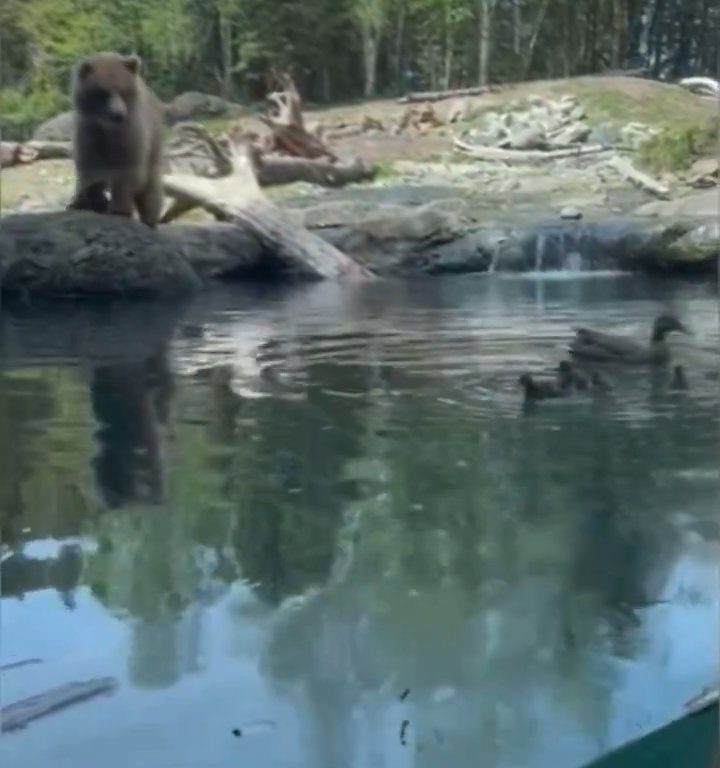 Un oso en el zoológico devora a una familia de patitos frente a niños aterrorizados