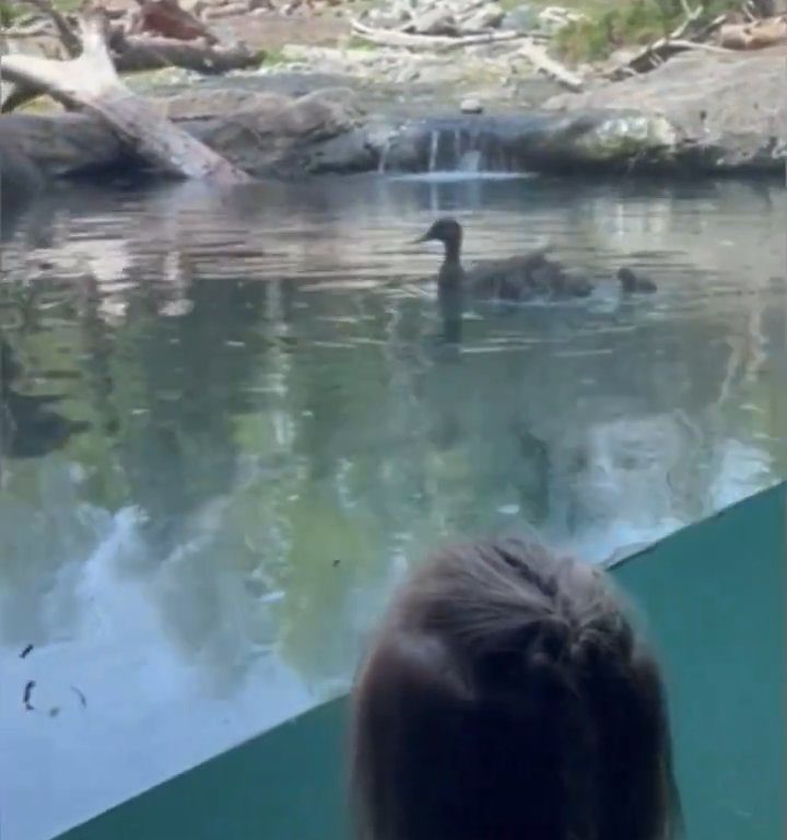 Un oso en el zoológico devora a una familia de patitos frente a niños aterrorizados