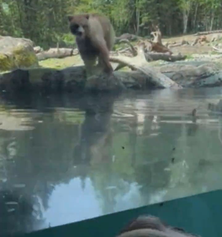 Bär im Zoo verschlingt Entenkükenfamilie vor verängstigten Kindern