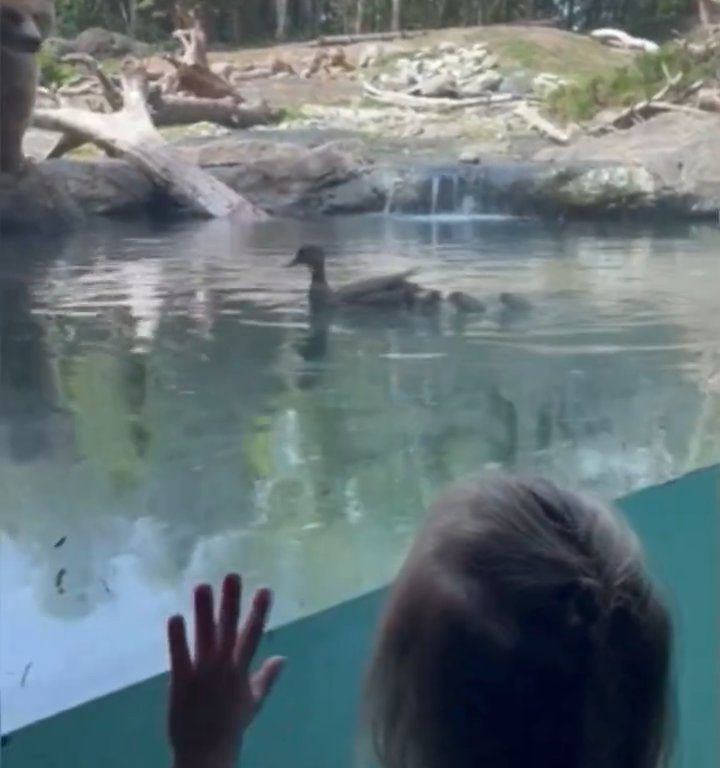 Un oso en el zoológico devora a una familia de patitos frente a niños aterrorizados