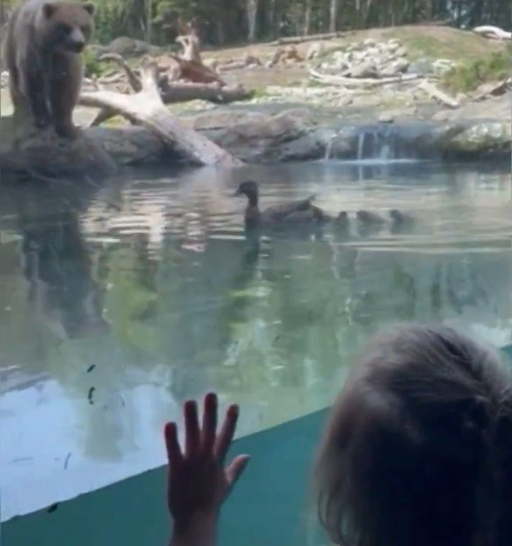 Un oso en el zoológico devora a una familia de patitos frente a niños aterrorizados