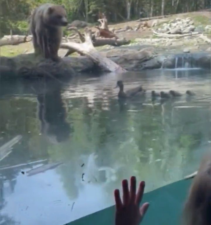 Un oso en el zoológico devora a una familia de patitos frente a niños aterrorizados