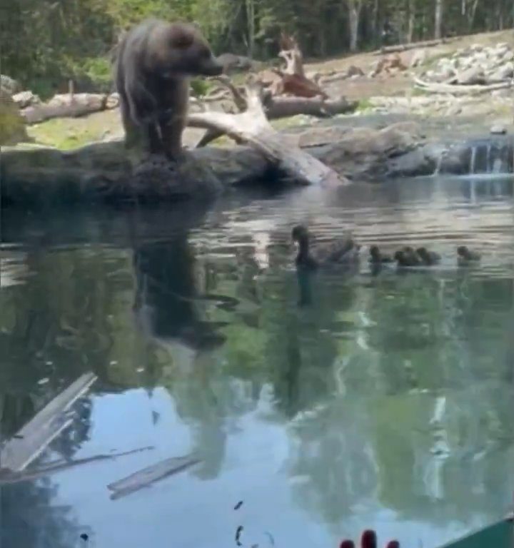 Bär im Zoo verschlingt Entenkükenfamilie vor verängstigten Kindern