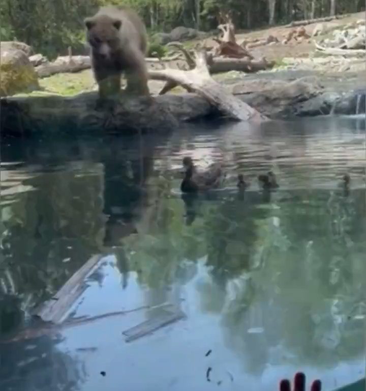 Un oso en el zoológico devora a una familia de patitos frente a niños aterrorizados