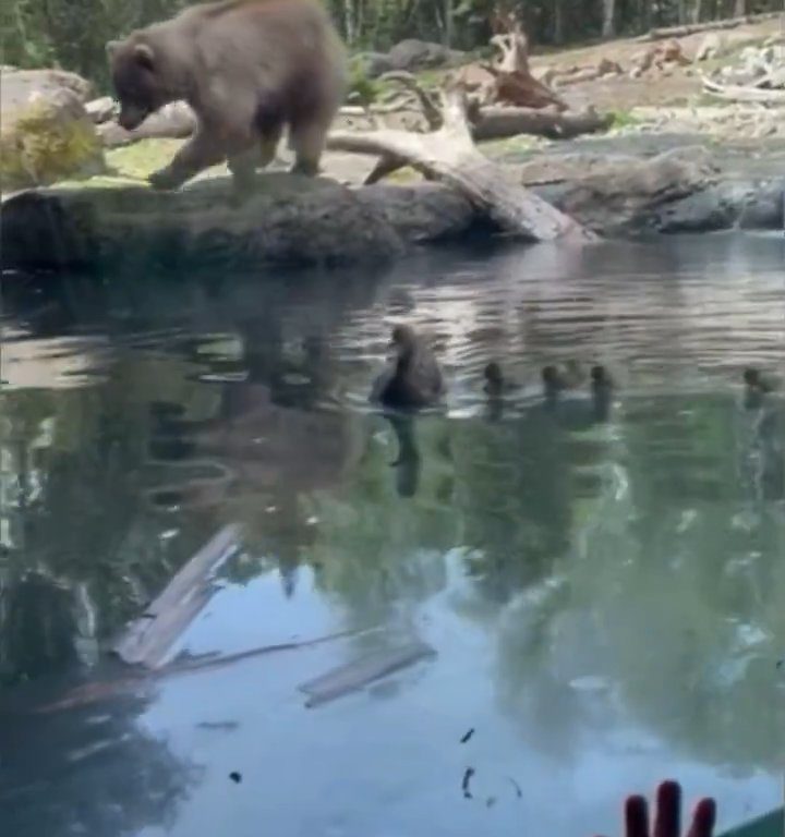 Un oso en el zoológico devora a una familia de patitos frente a niños aterrorizados