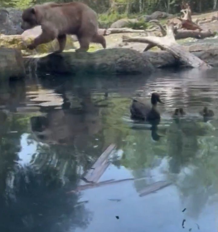 Un oso en el zoológico devora a una familia de patitos frente a niños aterrorizados