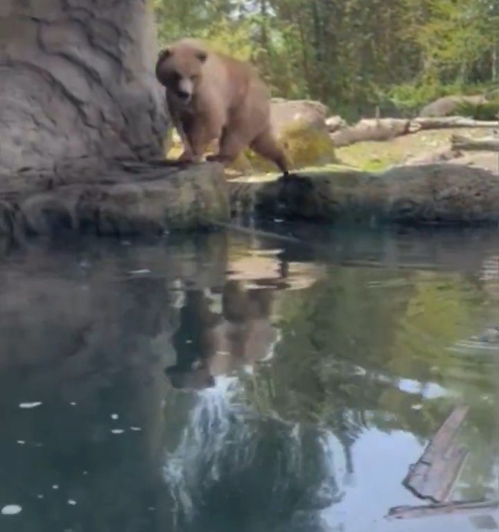 Bär im Zoo verschlingt Entenkükenfamilie vor verängstigten Kindern