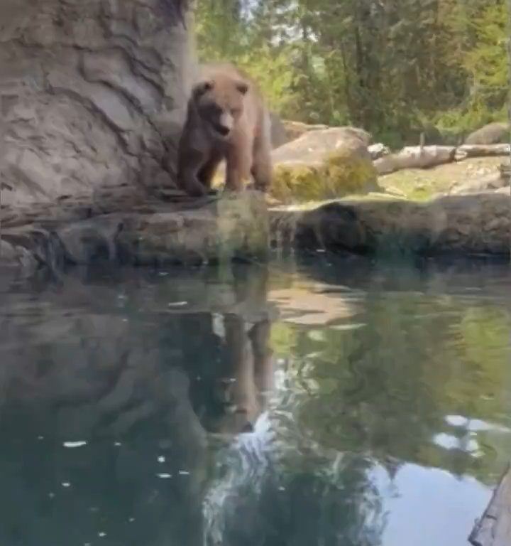 Bär im Zoo verschlingt Entenkükenfamilie vor verängstigten Kindern