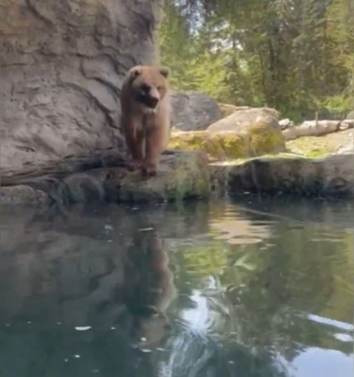 Un oso en el zoológico devora a una familia de patitos frente a niños aterrorizados