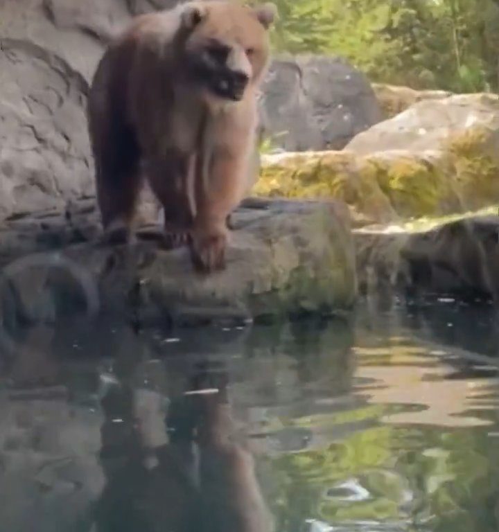 Bär im Zoo verschlingt Entenkükenfamilie vor verängstigten Kindern