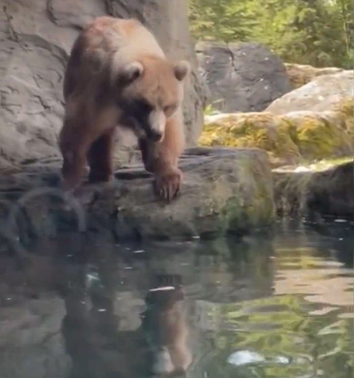 Un oso en el zoológico devora a una familia de patitos frente a niños aterrorizados