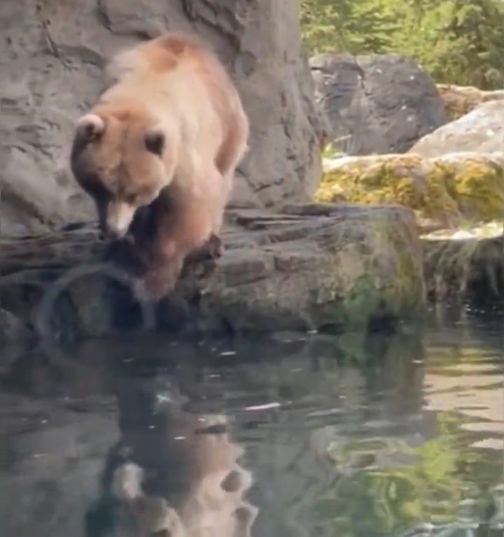 Un oso en el zoológico devora a una familia de patitos frente a niños aterrorizados