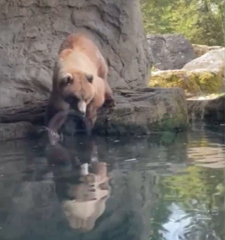 Un oso en el zoológico devora a una familia de patitos frente a niños aterrorizados