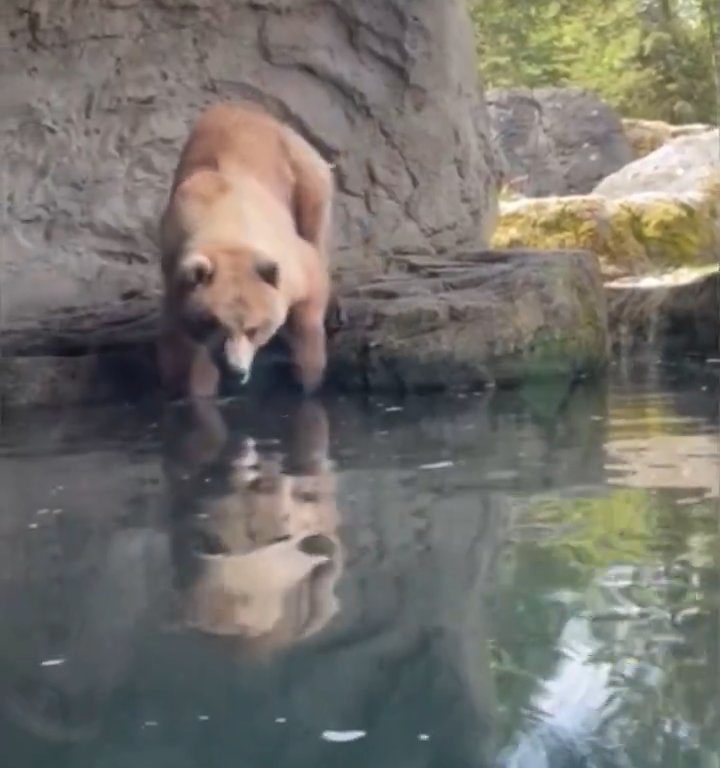 Bär im Zoo verschlingt Entenkükenfamilie vor verängstigten Kindern