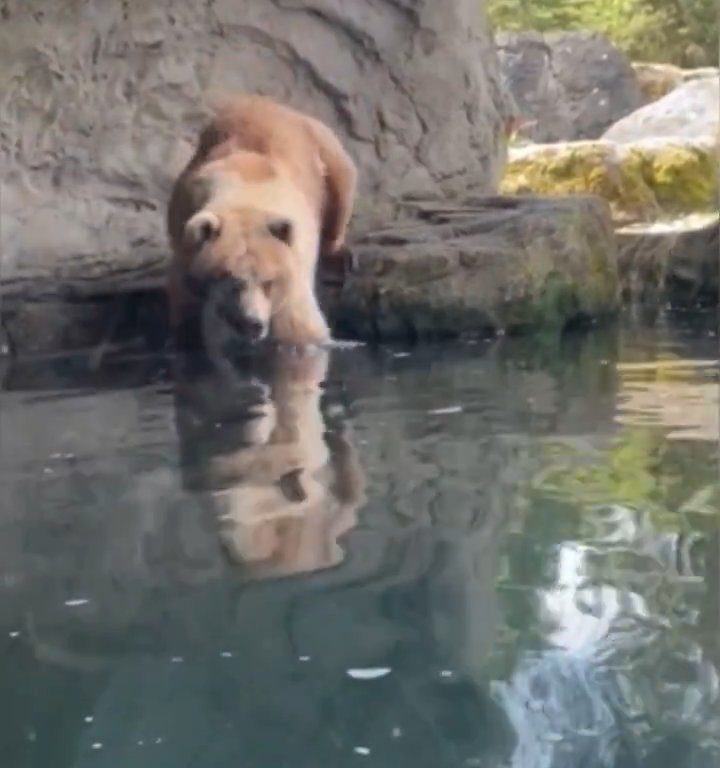 Un oso en el zoológico devora a una familia de patitos frente a niños aterrorizados