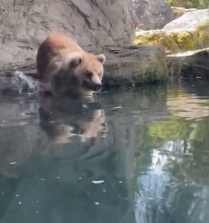 Un oso en el zoológico devora a una familia de patitos frente a niños aterrorizados