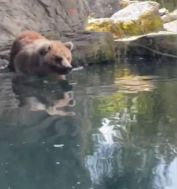 Un oso en el zoológico devora a una familia de patitos frente a niños aterrorizados