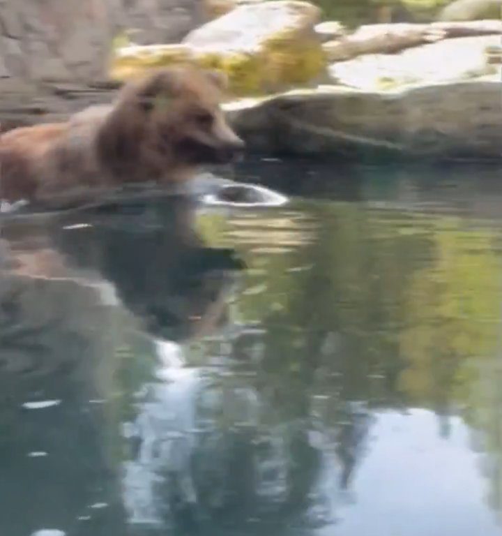 Un oso en el zoológico devora a una familia de patitos frente a niños aterrorizados