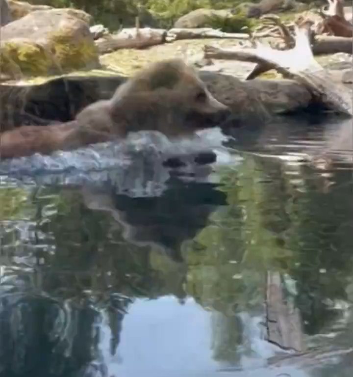 Bär im Zoo verschlingt Entenkükenfamilie vor verängstigten Kindern