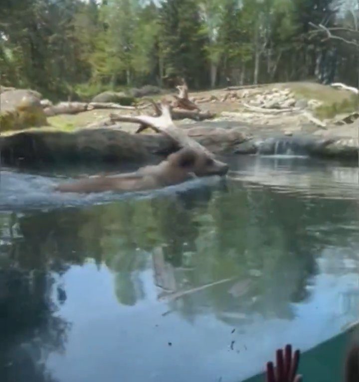 Un oso en el zoológico devora a una familia de patitos frente a niños aterrorizados