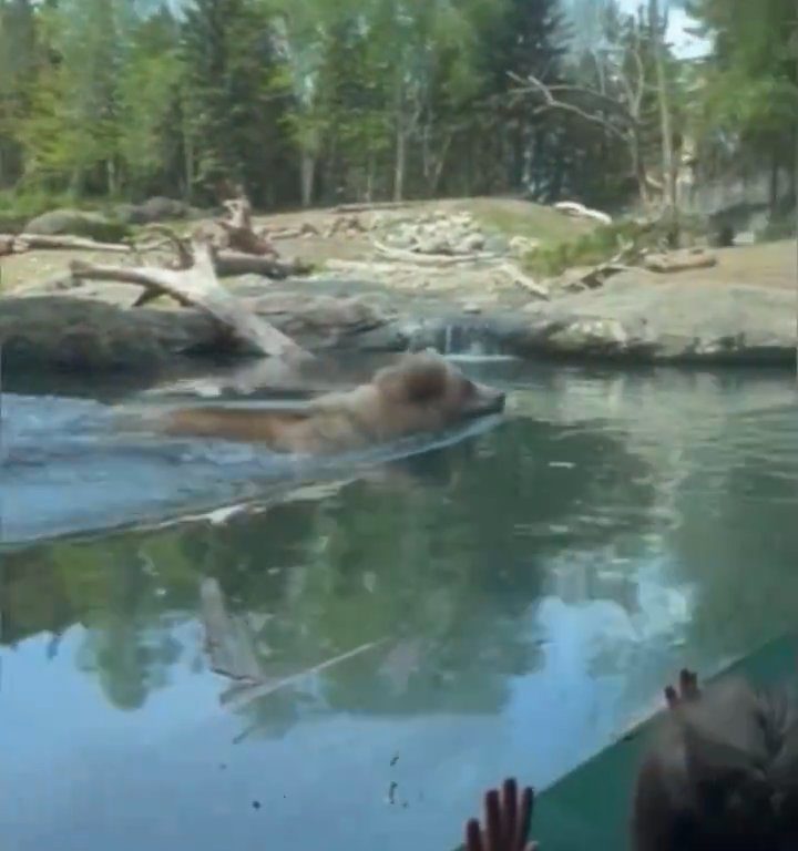 Un oso en el zoológico devora a una familia de patitos frente a niños aterrorizados