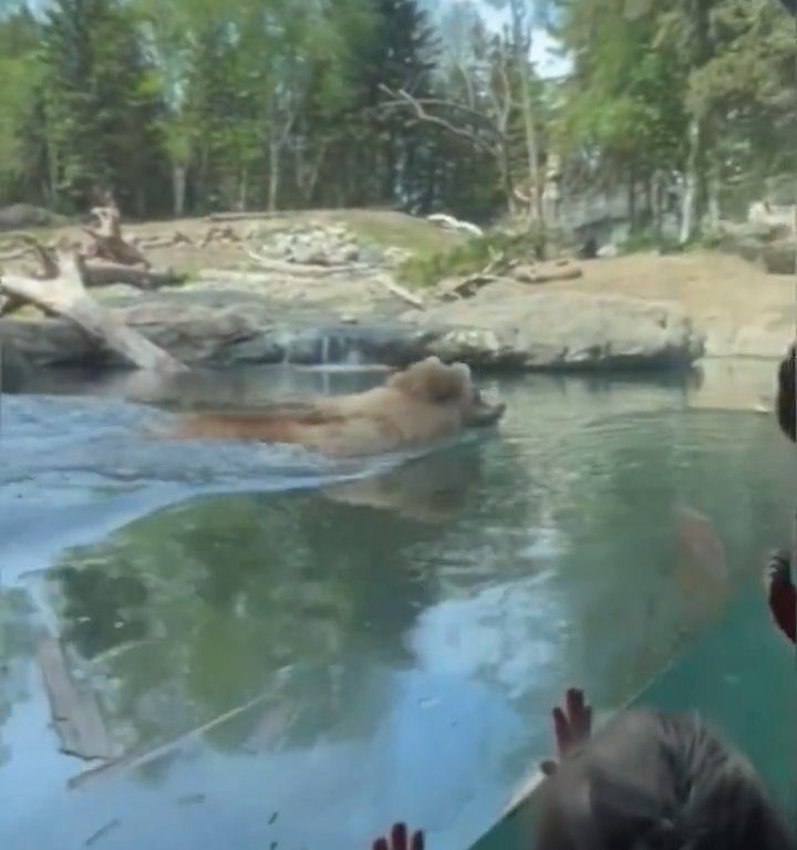 Un oso en el zoológico devora a una familia de patitos frente a niños aterrorizados