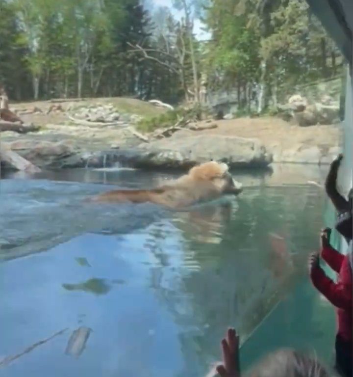 Un oso en el zoológico devora a una familia de patitos frente a niños aterrorizados