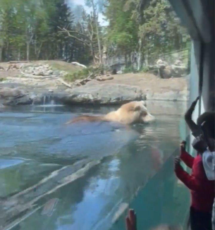 Orso allo zoo divora famiglia di anatroccoli davanti ai bimbi terrorizzati