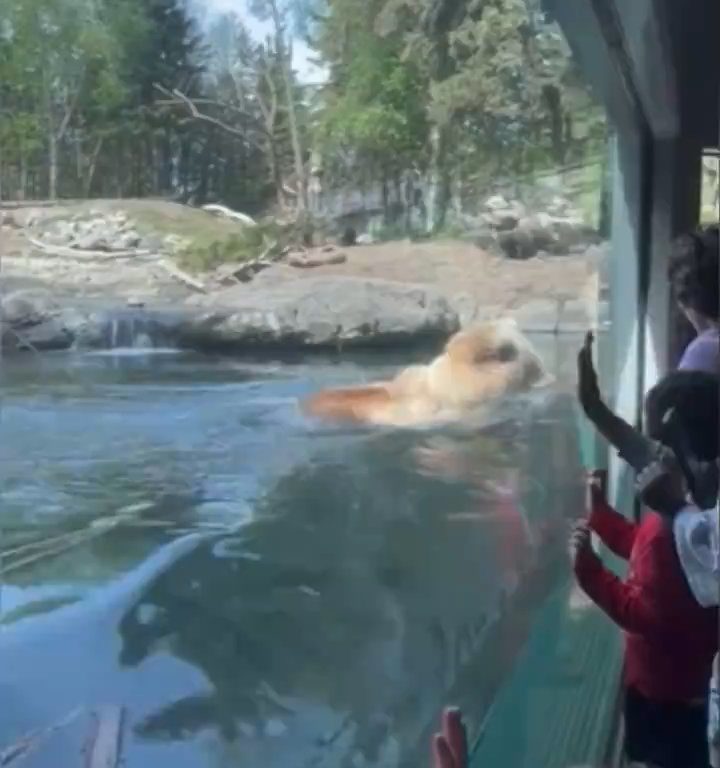 Un oso en el zoológico devora a una familia de patitos frente a niños aterrorizados