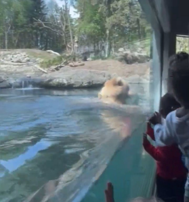 Un oso en el zoológico devora a una familia de patitos frente a niños aterrorizados