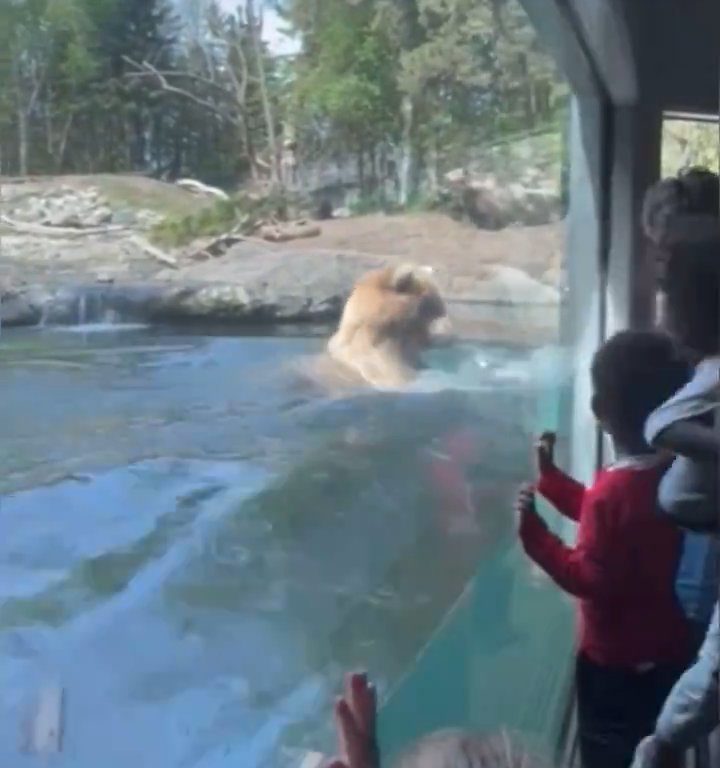 Orso allo zoo divora famiglia di anatroccoli davanti ai bimbi terrorizzati