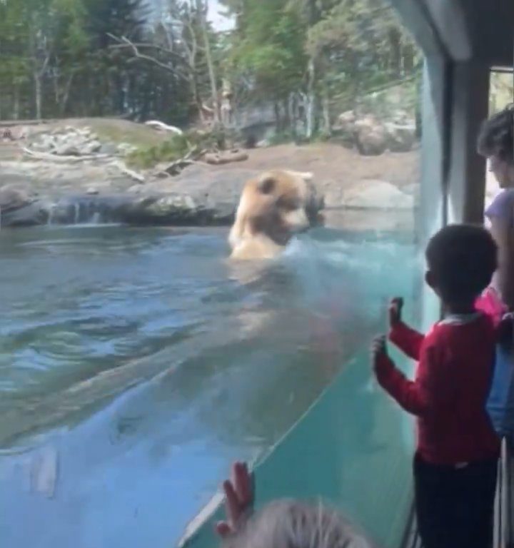 Un oso en el zoológico devora a una familia de patitos frente a niños aterrorizados