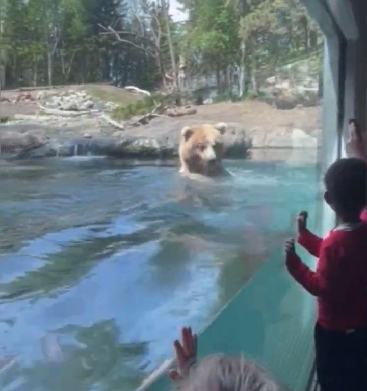 Un oso en el zoológico devora a una familia de patitos frente a niños aterrorizados