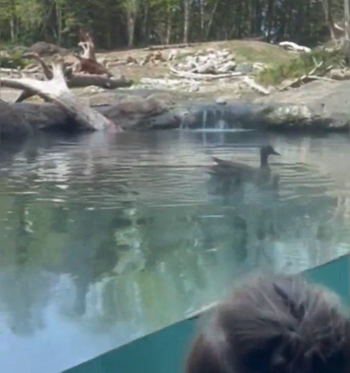 Un oso en el zoológico devora a una familia de patitos frente a niños aterrorizados