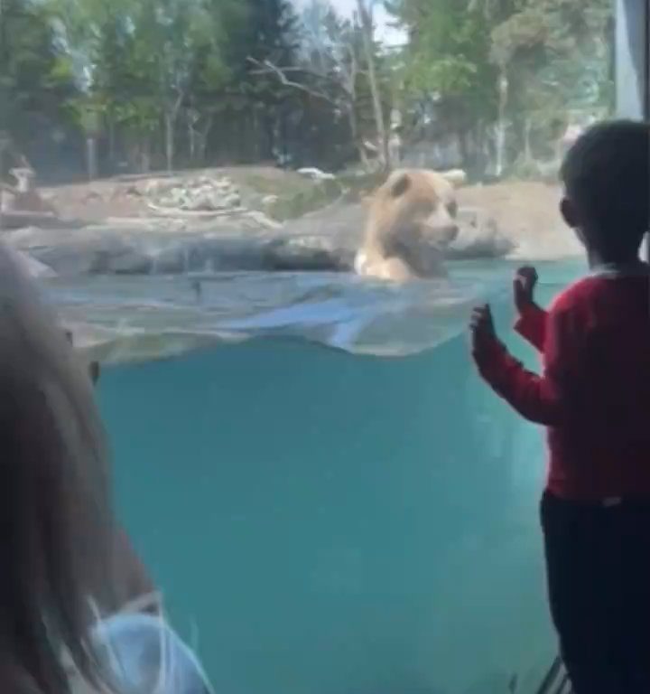 Bär im Zoo verschlingt Entenkükenfamilie vor verängstigten Kindern