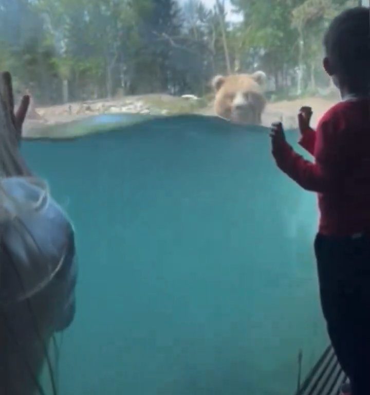 Un oso en el zoológico devora a una familia de patitos frente a niños aterrorizados