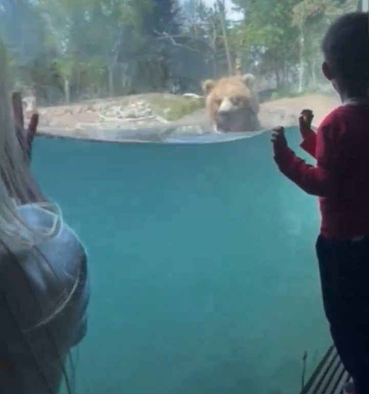 Bär im Zoo verschlingt Entenkükenfamilie vor verängstigten Kindern