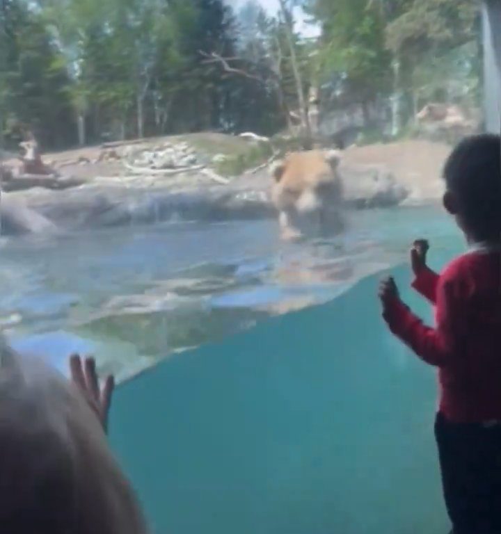 Un oso en el zoológico devora a una familia de patitos frente a niños aterrorizados