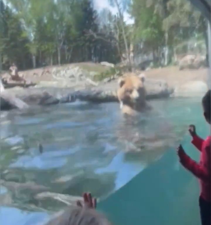 Bär im Zoo verschlingt Entenkükenfamilie vor verängstigten Kindern