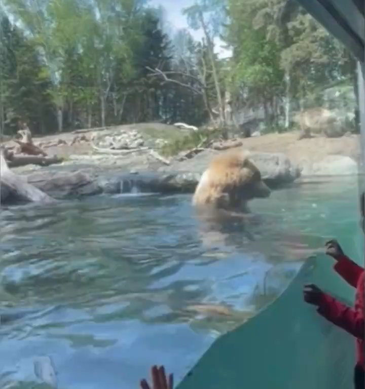 Un oso en el zoológico devora a una familia de patitos frente a niños aterrorizados