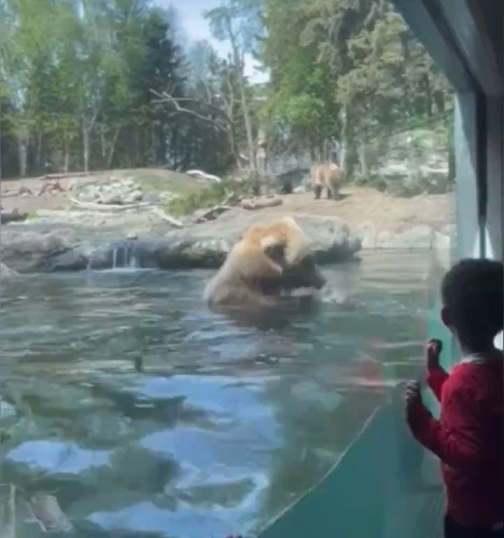 Un oso en el zoológico devora a una familia de patitos frente a niños aterrorizados